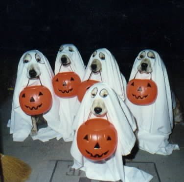 funny pictures of dogs. Funny Dog Halloween Costumes